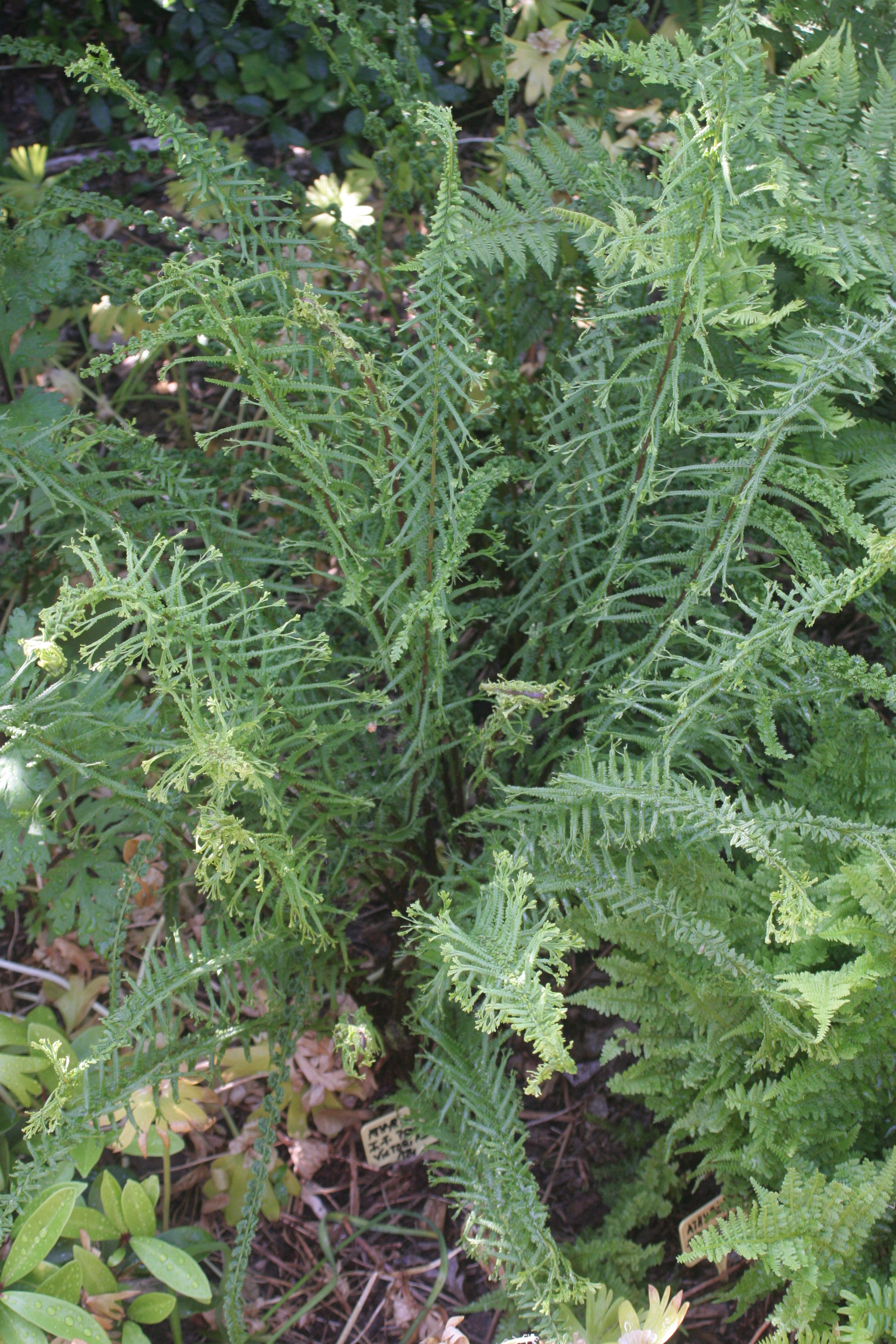 Athyrium  filix-femina  Pseudo-Victoriae
