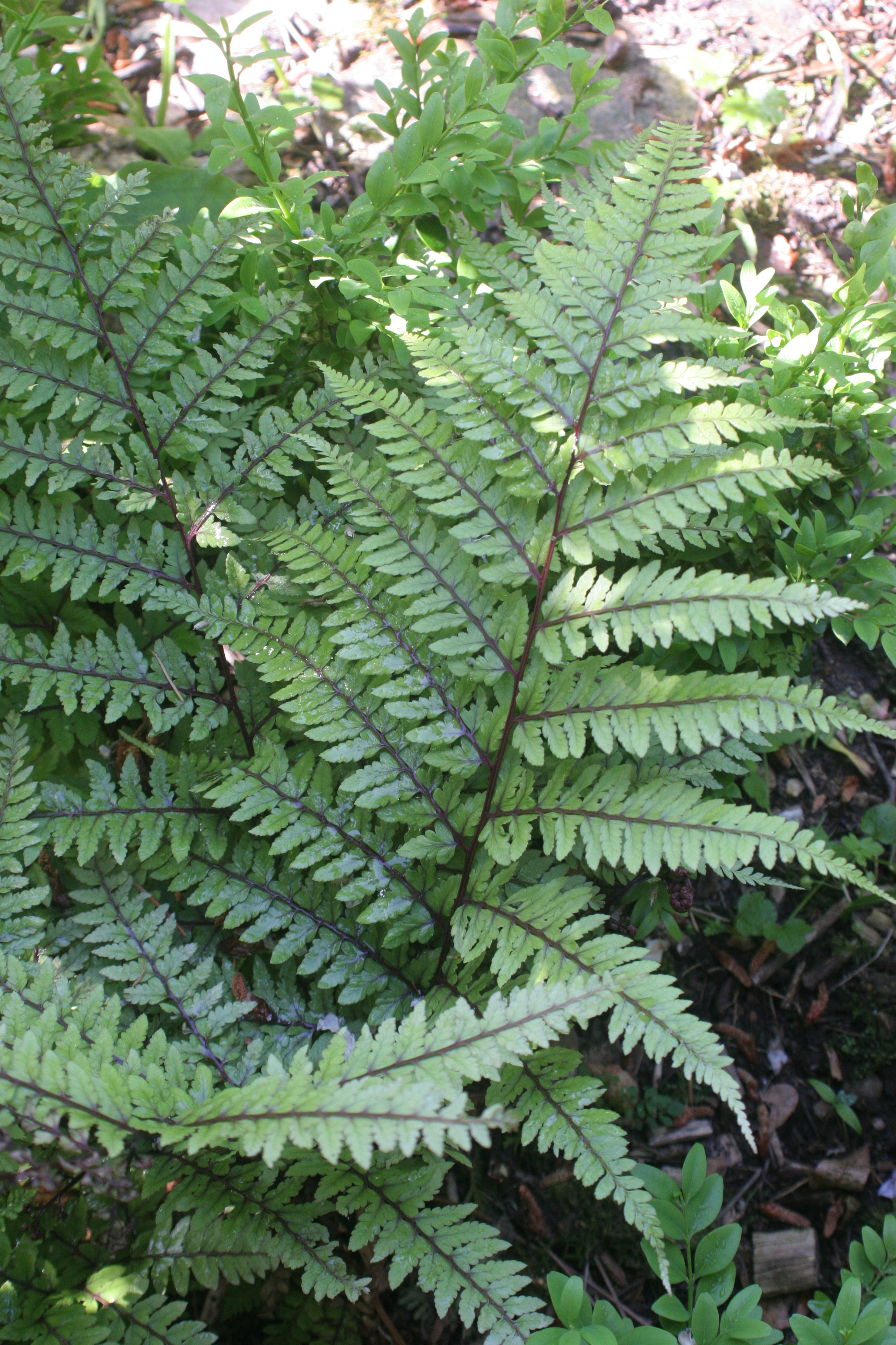 Athyrium  otophorum  var. Okanum