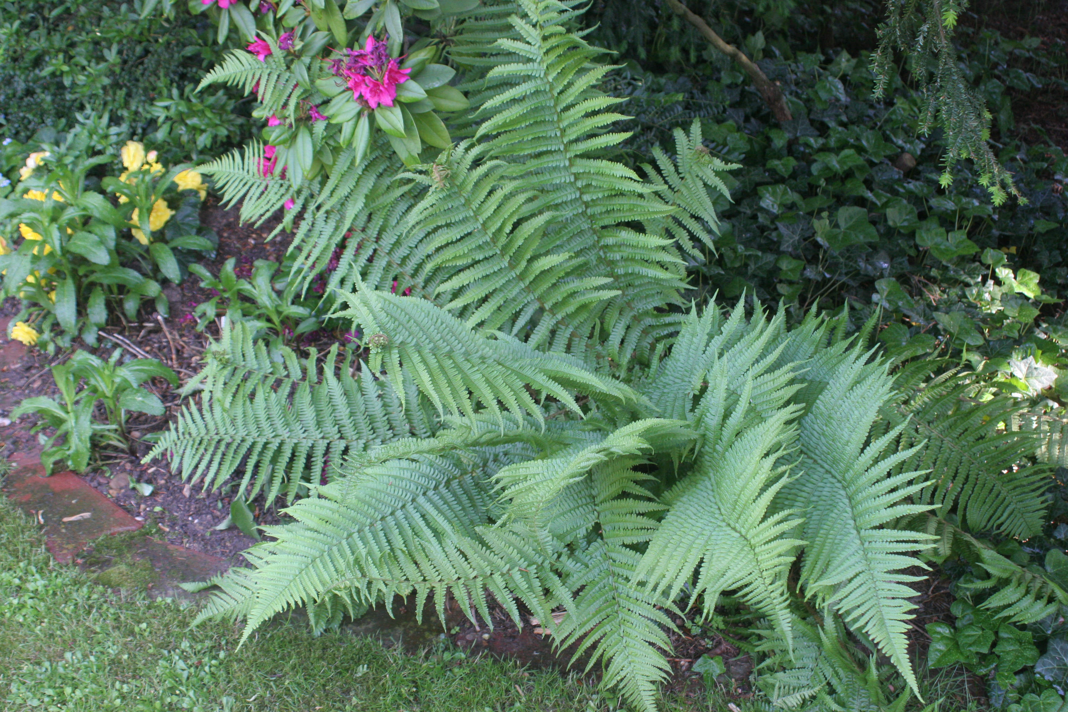 Dryopteris  affinis  ssp. persica
