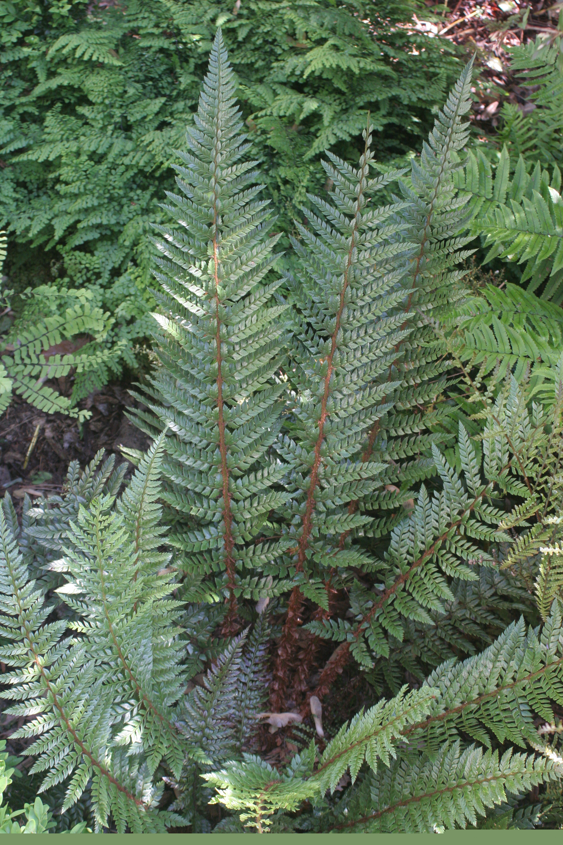 Polystichum  neolobatum  