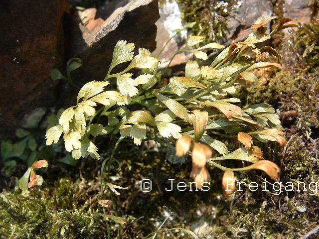 Asplenium  x murbeckii  