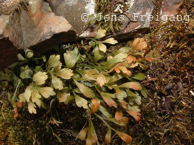 Asplenium  x murbeckii  