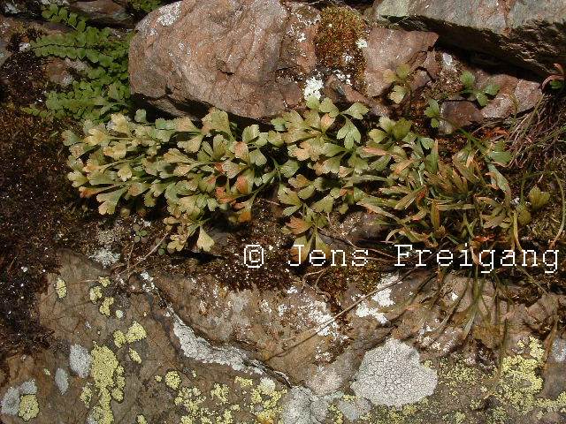 Asplenium  x murbeckii  