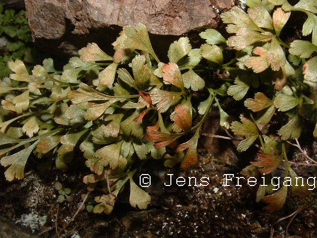 Asplenium  x murbeckii  