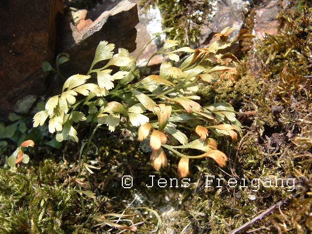 Asplenium  x murbeckii  